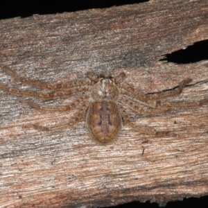 Isopedella sp. (genus) at Majura, ACT - 26 Aug 2020