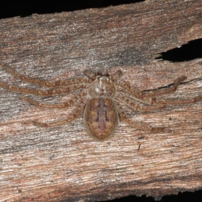 Isopedella sp. (genus) (Isopedella huntsman) at Mount Ainslie - 26 Aug 2020 by jb2602