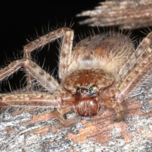 Isopedella sp. (genus) at Majura, ACT - 26 Aug 2020