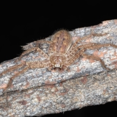 Isopedella sp. (genus) at Majura, ACT - 26 Aug 2020