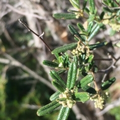 Pomaderris angustifolia (Pomaderris) at Coree, ACT - 26 Aug 2020 by JaneR