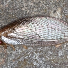 Psychobiella sp. (genus) (Brown Lacewing) at Majura, ACT - 26 Aug 2020 by jb2602