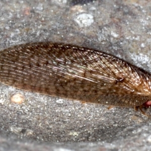 Psychobiella sp. (genus) at Majura, ACT - 26 Aug 2020