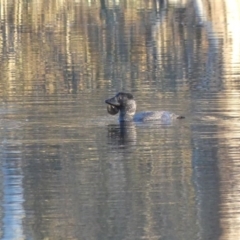 Biziura lobata (Musk Duck) at Charles Sturt University - 26 Aug 2020 by MattLincoln