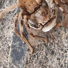 Isopeda (genus) (Huntsman Spider) at Gundaroo, NSW - 16 Feb 2020 by Gunyijan