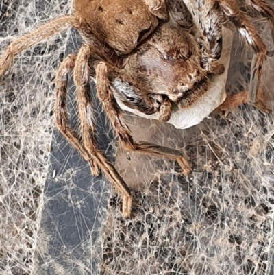 Isopeda (genus) (Huntsman Spider) at Gundaroo, NSW - 16 Feb 2020 by Gunyijan