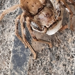 Isopeda sp. (genus) (Huntsman Spider) at Gundaroo, NSW - 15 Feb 2020 by Gunyijan