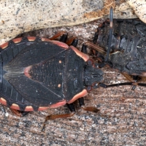 Diemenia rubromarginata at Majura, ACT - 20 Aug 2020