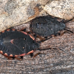 Diemenia rubromarginata at Majura, ACT - 20 Aug 2020