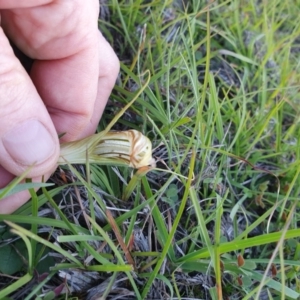 Diplodium truncatum at Gundaroo, NSW - 12 Apr 2020