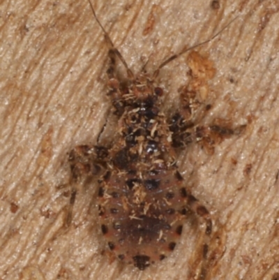 Pentatomidae (family) (Shield or Stink bug) at Mount Ainslie - 26 Aug 2020 by jb2602