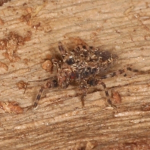 Pentatomidae (family) at Majura, ACT - 26 Aug 2020 04:14 PM