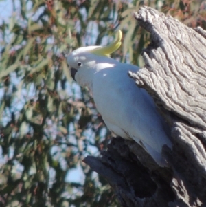 Cacatua galerita at Gordon, ACT - 28 Jun 2020