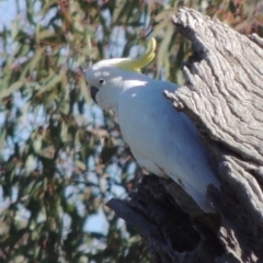 Cacatua galerita (Sulphur-crested Cockatoo) at Lanyon - northern section - 28 Jun 2020 by michaelb