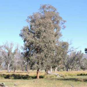 Eucalyptus polyanthemos at Gordon, ACT - 28 Jun 2020 02:08 PM