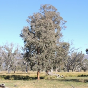 Eucalyptus polyanthemos at Gordon, ACT - 28 Jun 2020