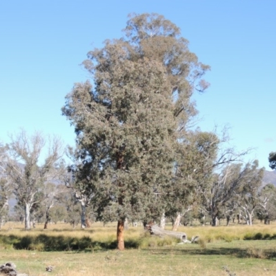 Eucalyptus polyanthemos (Red Box) at Lanyon - northern section A.C.T. - 28 Jun 2020 by MichaelBedingfield