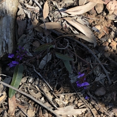 Hardenbergia violacea (False Sarsaparilla) at Black Mountain - 25 Aug 2020 by LeafBird