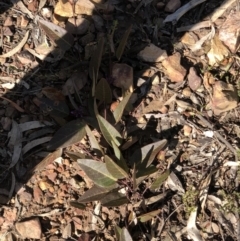 Hardenbergia violacea at Acton, ACT - 25 Aug 2020