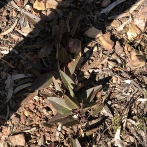 Hardenbergia violacea at Acton, ACT - 25 Aug 2020