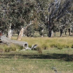 Carex appressa at Gordon, ACT - 28 Jun 2020