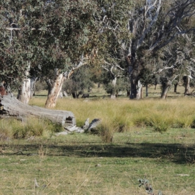 Carex appressa (Tall Sedge) at Lanyon - northern section A.C.T. - 28 Jun 2020 by michaelb