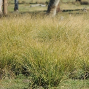 Carex appressa at Gordon, ACT - 28 Jun 2020