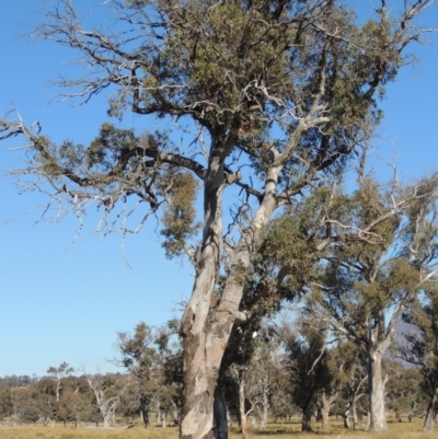 Eucalyptus blakelyi (Blakely's Red Gum) at Lanyon - northern section A.C.T. - 28 Jun 2020 by michaelb