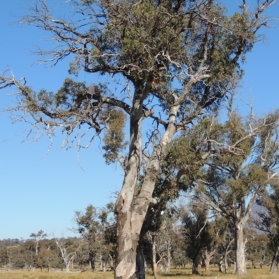 Eucalyptus blakelyi (Blakely's Red Gum) at Lanyon - northern section A.C.T. - 28 Jun 2020 by MichaelBedingfield