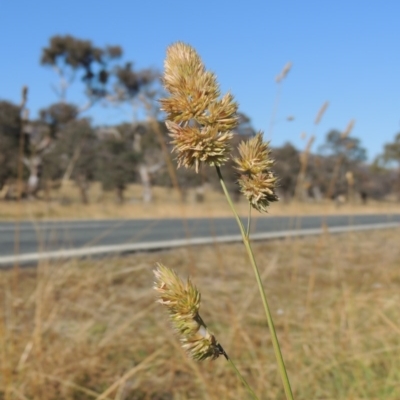 Dactylis glomerata (Cocksfoot) at Lanyon - northern section A.C.T. - 28 Jun 2020 by michaelb