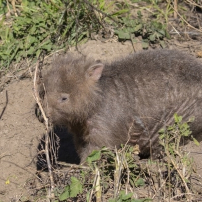 Vombatus ursinus (Common wombat, Bare-nosed Wombat) at Stony Creek - 26 Aug 2020 by CedricBear