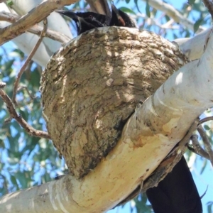 Corcorax melanorhamphos at Deakin, ACT - 27 Aug 2020