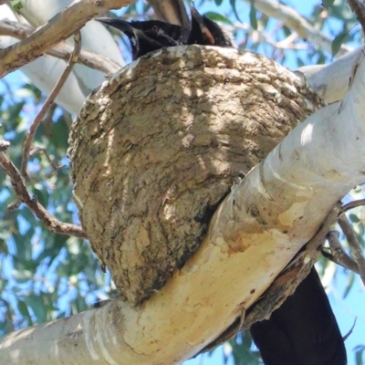 Corcorax melanorhamphos (White-winged Chough) at Deakin, ACT - 27 Aug 2020 by JackyF