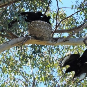 Corcorax melanorhamphos at Deakin, ACT - 27 Aug 2020