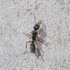 Myrmecia fulvipes at Acton, ACT - 25 Aug 2020