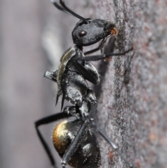 Polyrhachis ammon (Golden-spined Ant, Golden Ant) at ANBG - 25 Aug 2020 by TimL