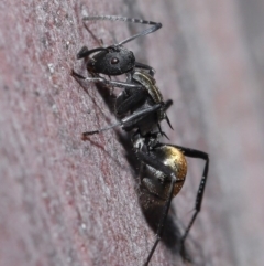 Polyrhachis ammon at Acton, ACT - 25 Aug 2020