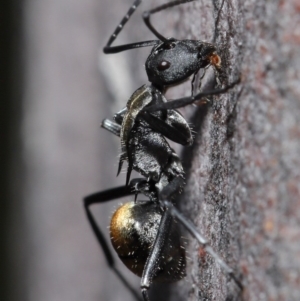 Polyrhachis ammon at Acton, ACT - 25 Aug 2020