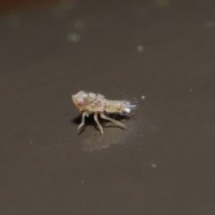 Unidentified Leafhopper & planthopper (Hemiptera, several families) (TBC) at Acton, ACT - 25 Aug 2020 by TimL