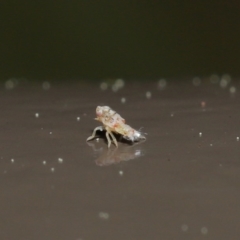 Cicadellidae (family) at ANBG - 25 Aug 2020