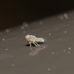 Cicadellidae (family) at ANBG - 25 Aug 2020