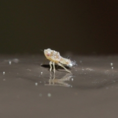 Cicadellidae (family) at ANBG - 25 Aug 2020