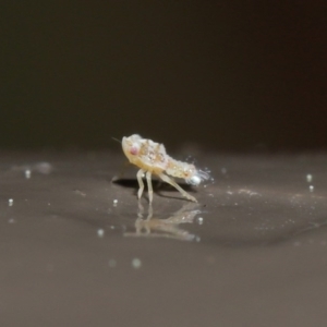 Cicadellidae (family) at ANBG - 25 Aug 2020