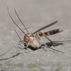 Mycetophilidae (family) (A fungus gnat) at ANBG - 25 Aug 2020 by TimL