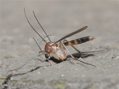 Mycetophilidae (family) (A fungus gnat) at Acton, ACT - 25 Aug 2020 by TimL