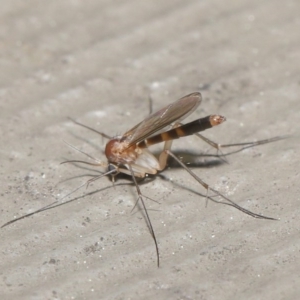 Mycetophilidae (family) at Acton, ACT - 25 Aug 2020