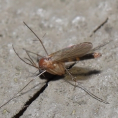 Mycetophilidae (family) at Acton, ACT - 25 Aug 2020