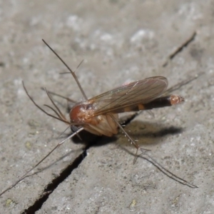Mycetophilidae (family) at Acton, ACT - 25 Aug 2020