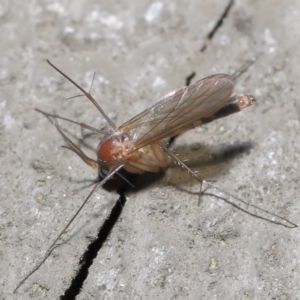 Mycetophilidae (family) at Acton, ACT - 25 Aug 2020