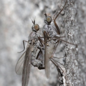 Empididae sp. (family) at Acton, ACT - 25 Aug 2020